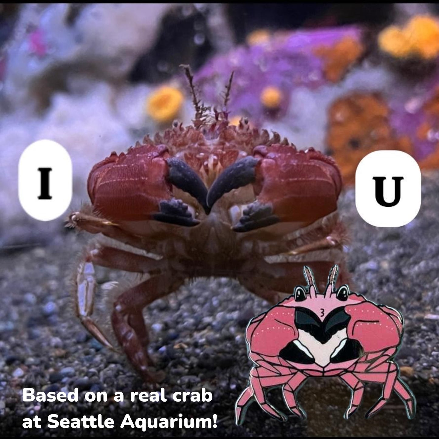 Heart claw crab enamel pin • Patreon exclusive