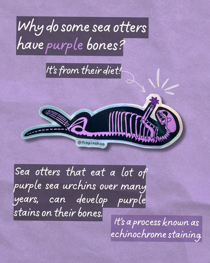 Sea otter skeleton sticker • September 2026 Patreon