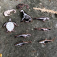 shark skelepin