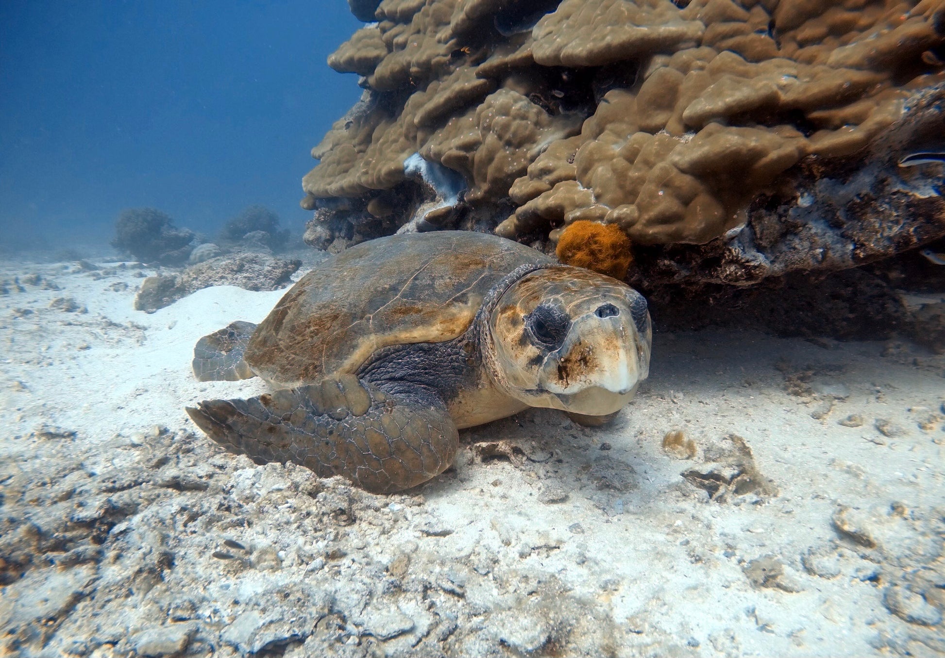 loggerhead sea turtle sticker • donation inwater research