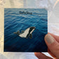 commerson’s dolphin cetacean pin