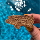 milne bay leopard epaulette shark eco-friendly wood pin