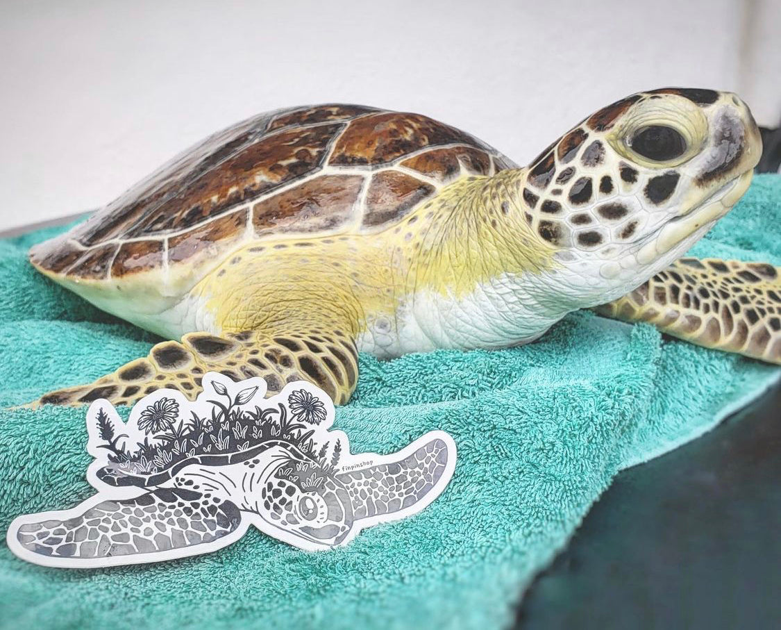 greene bean sea turtle sticker • donation item