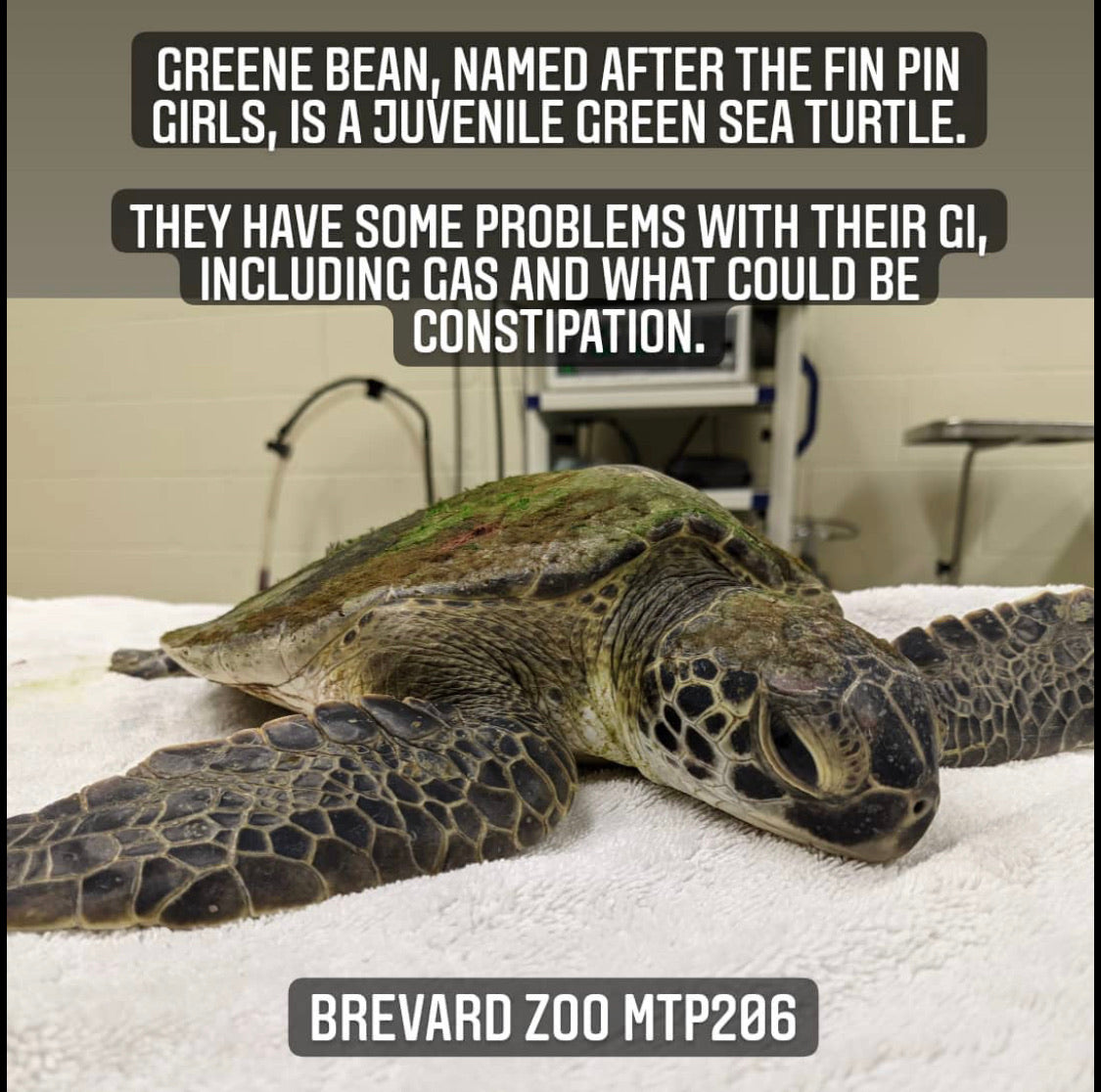 greene bean sea turtle sticker • donation item